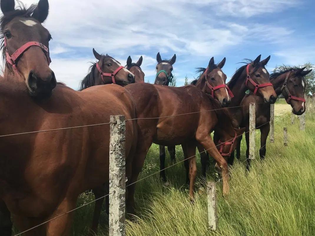Caballos de Haras Dilu junto al alambrado