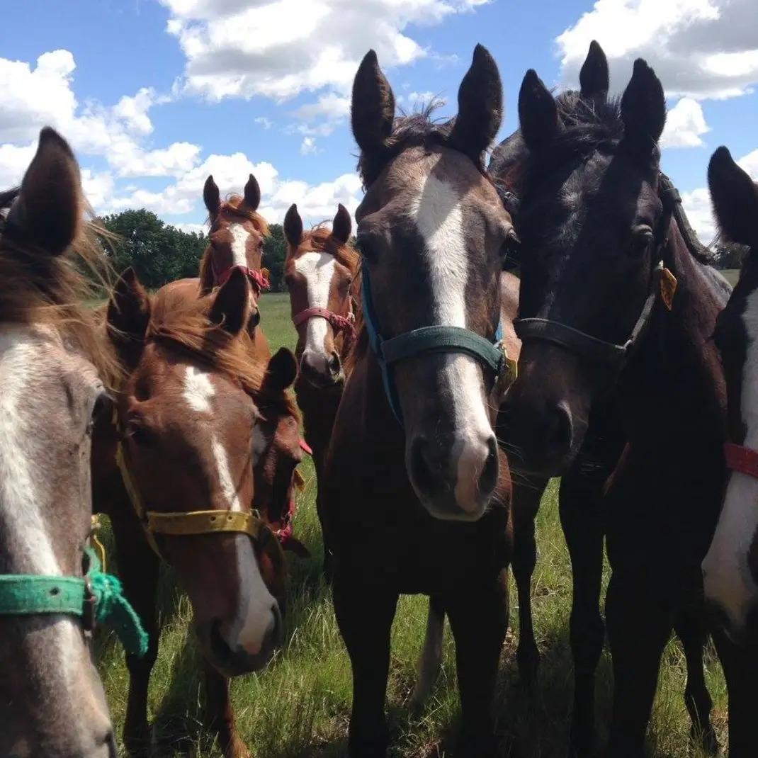 Caballos de Haras Dilu en el potrero